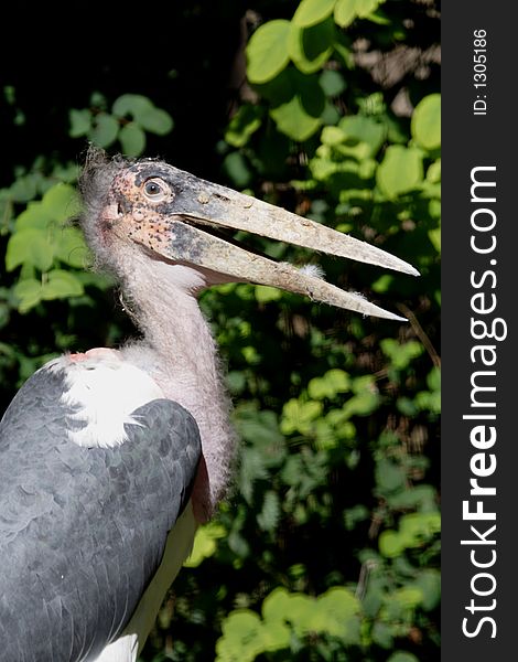 The Marabou Stork, Leptoptilos crumeniferus, is a large wading bird in the stork family Ciconiidae. It breeds in Africa south of the Sahara, occurring in both wet and arid habitats, often near human habitation, especially waste tips.