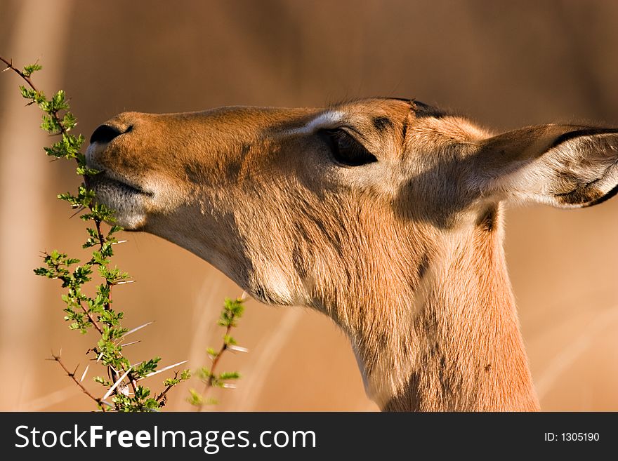 Impala eating from a branche. Impala eating from a branche