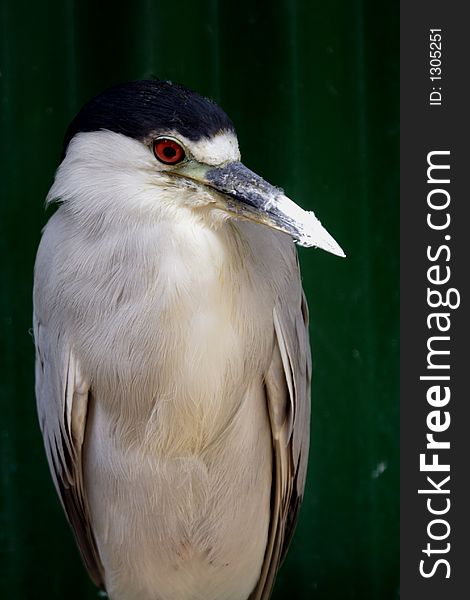 Adults are 64 cm long and weigh 800 g. They have a black crown and back with the remainder of the body white or grey, red eyes, and short yellow legs. Young birds are brown, flecked with white and grey. These are short-necked and stout herons. Adults are 64 cm long and weigh 800 g. They have a black crown and back with the remainder of the body white or grey, red eyes, and short yellow legs. Young birds are brown, flecked with white and grey. These are short-necked and stout herons.