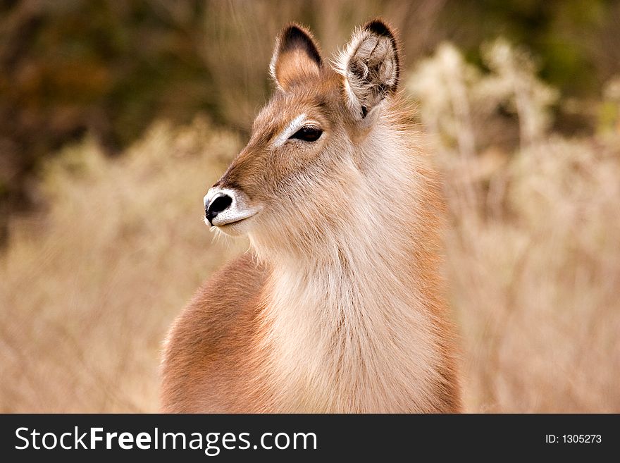 Waterbuck in kruger national park south africa