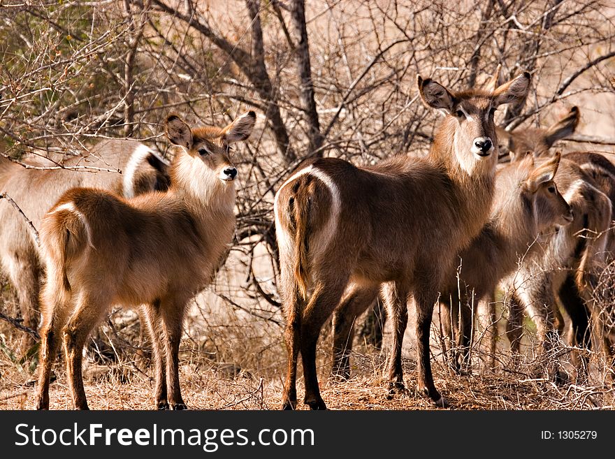 Waterbuck with baby