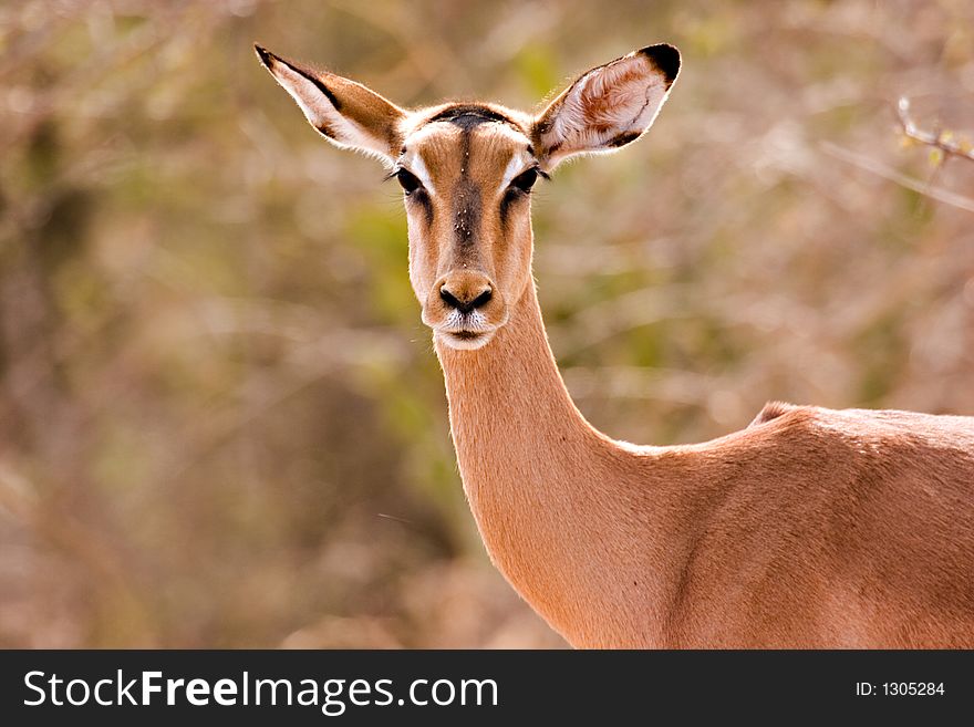 Impala in kruger national park south africa