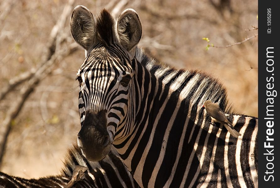 Zebra with oxpecker in kruger national park