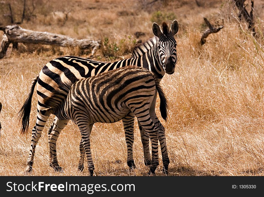 Zebra with baby