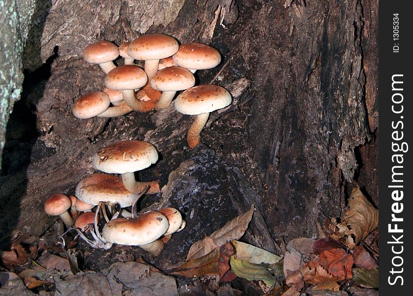 Toadstools - nestled in decaying tree.