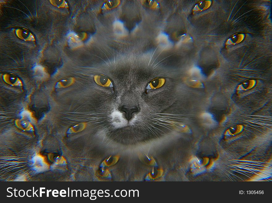 Using a multiple image filter appears to show this cat and his nine lives. Using a multiple image filter appears to show this cat and his nine lives.