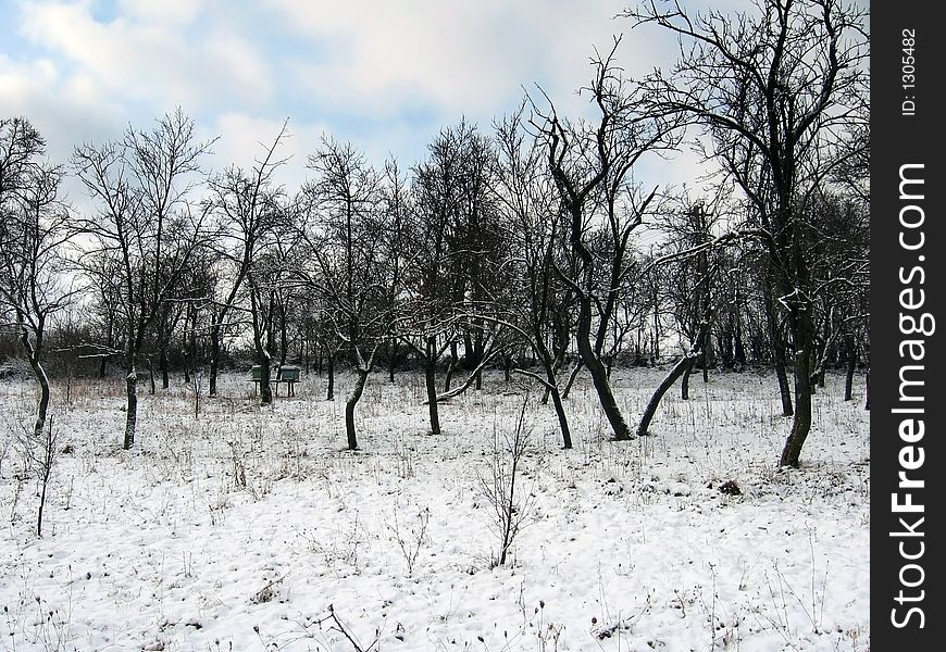 Orchard In Winter