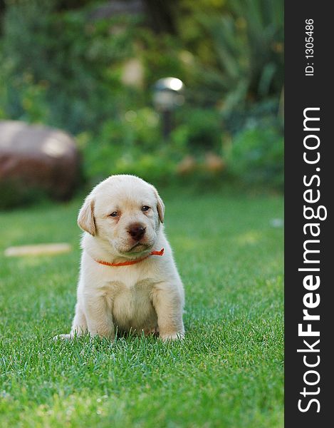 Yellow labrador retriever puppy portrait