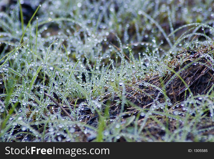 Dewdrops on blades of grass. Dewdrops on blades of grass