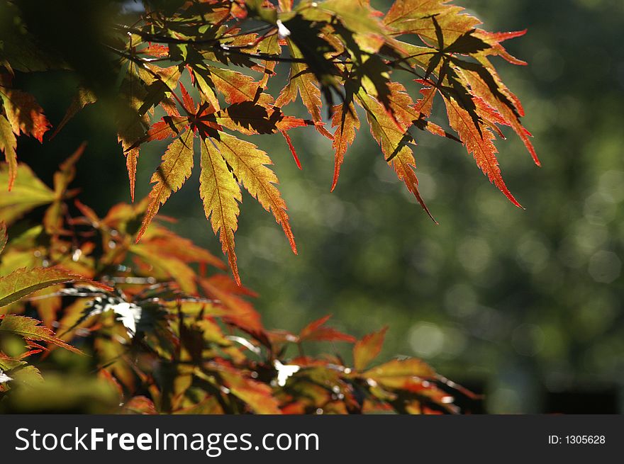Autumn leaves of maple in sun. Autumn leaves of maple in sun