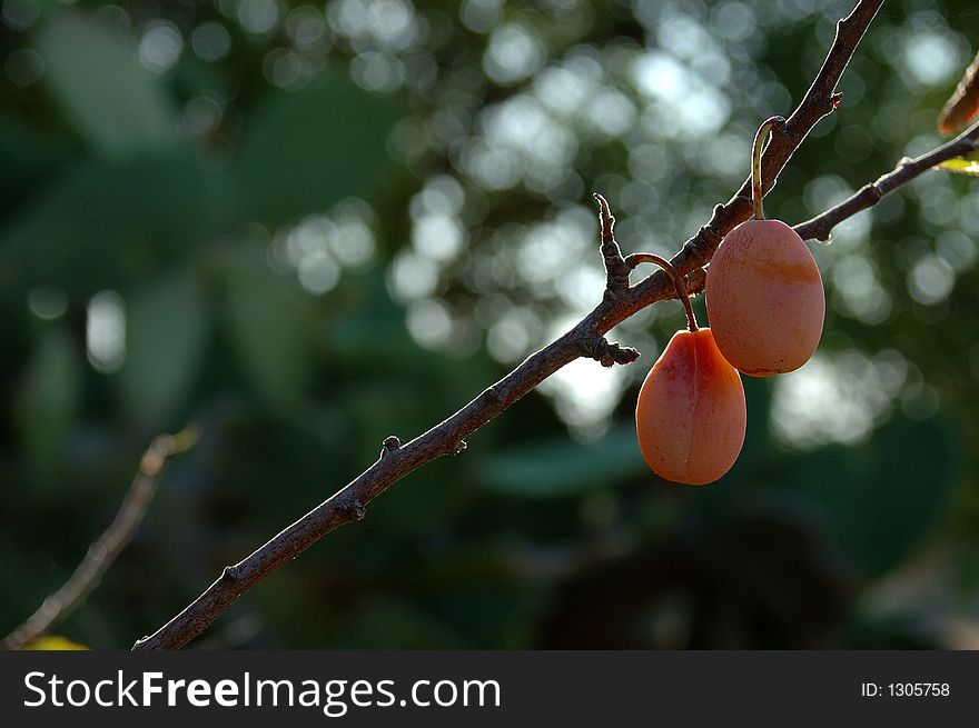 Close up on a biological plum