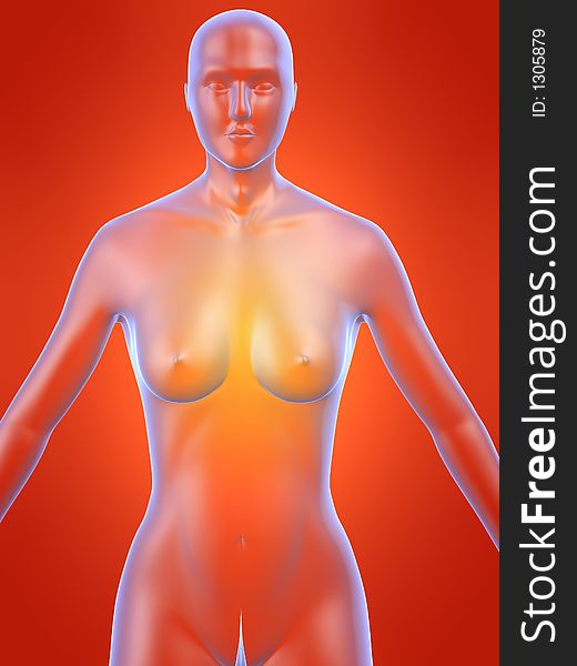 3d rendered illustration of female anatomy