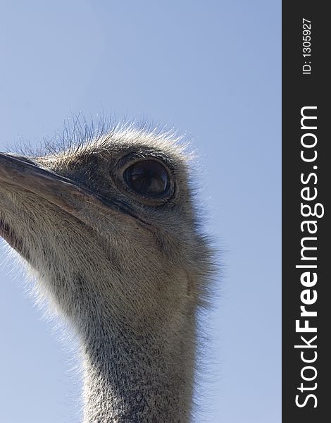 Close-up of an ostrich head against blue sky