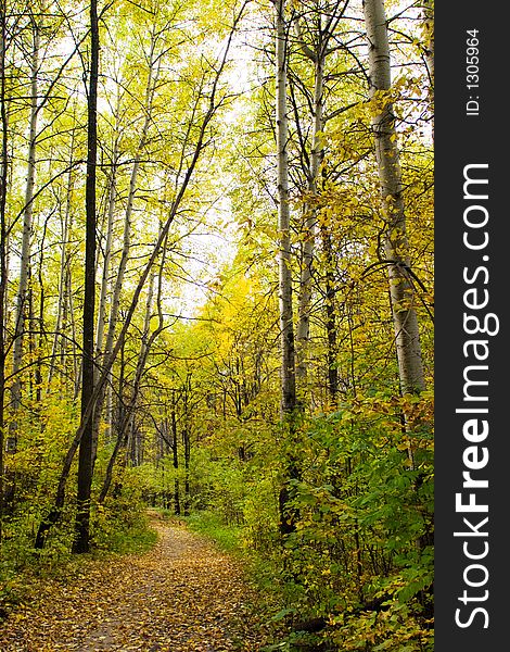 Footpath in an autumn wood