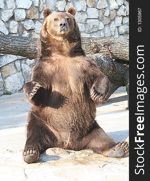 Russian Brown Bear Shows off. Russian Brown Bear Shows off