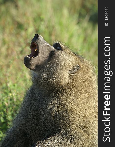 A screaming baboon with open mouth. A screaming baboon with open mouth