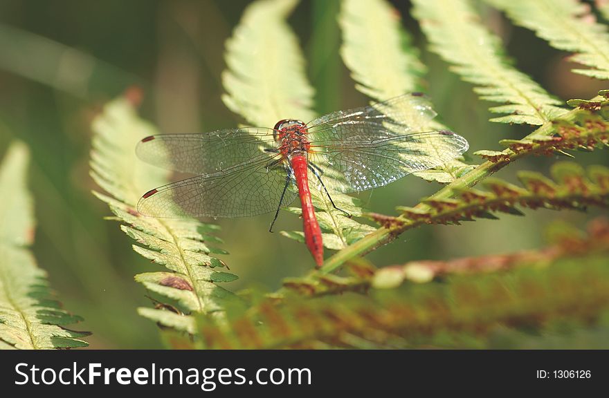 Dragonfly, nature, red, wings, green, fly, wait,