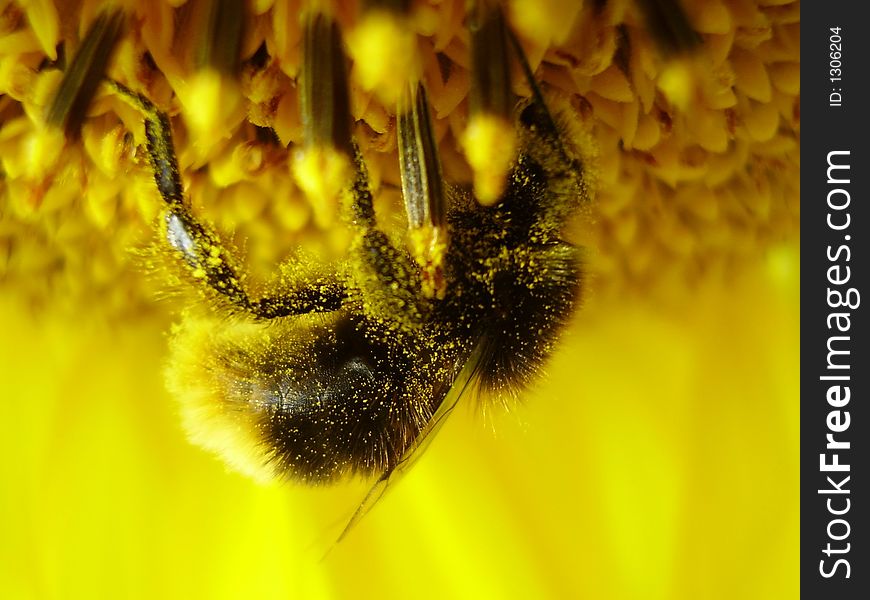 The shaggy bumblebee all in pollen works on a sunflower. The shaggy bumblebee all in pollen works on a sunflower