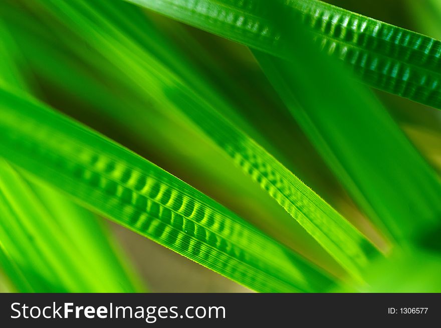 A close up of fresh green grass in forest. A close up of fresh green grass in forest