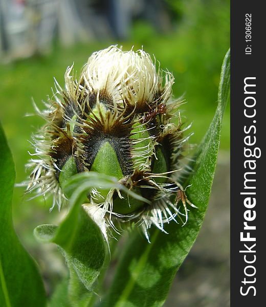 Bud of a white cornflower,macro