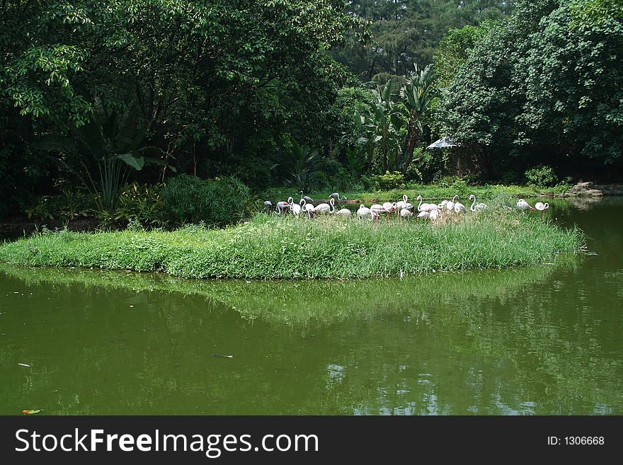 Landscape of flamingos living corner. Landscape of flamingos living corner