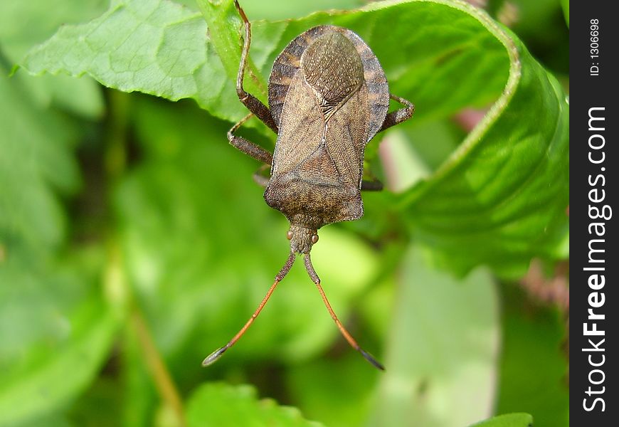 Bronze bug on a grass