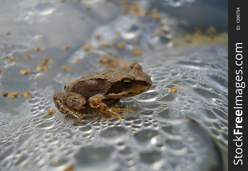 Frog on polythene with drops of water. Frog on polythene with drops of water