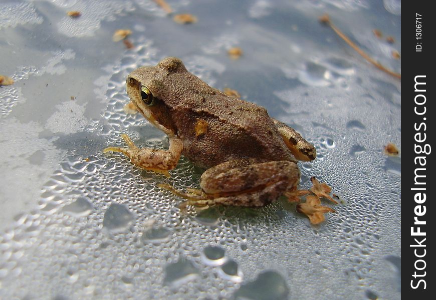 Frog In Drops Of Water