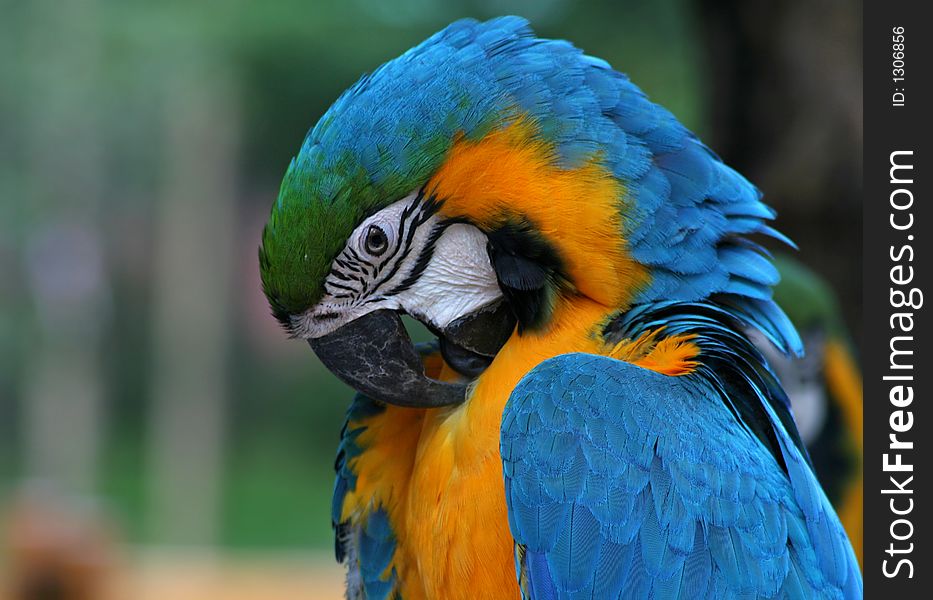 A blue&yellow macaw portrait. A blue&yellow macaw portrait