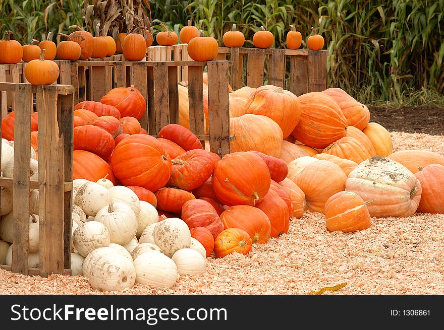 Piles Of Pumpkins