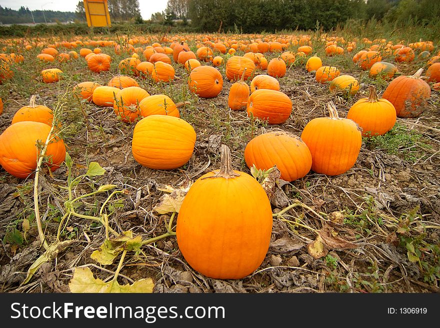 Pumpkin in the field ready to be picked. Pumpkin in the field ready to be picked