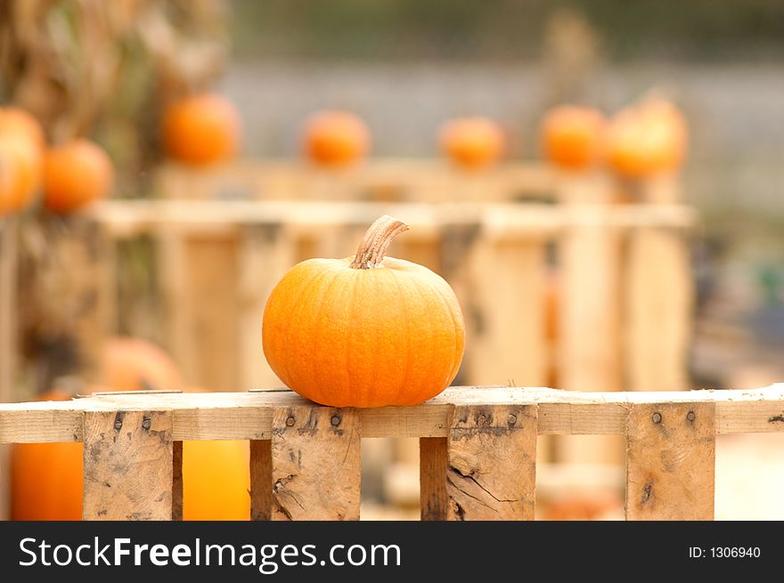 Single Pumpkin sitting on the fence. Single Pumpkin sitting on the fence