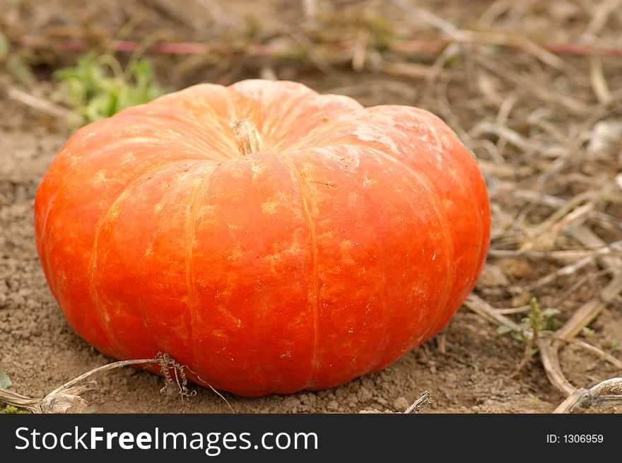 Red pumpkin in the field. Red pumpkin in the field