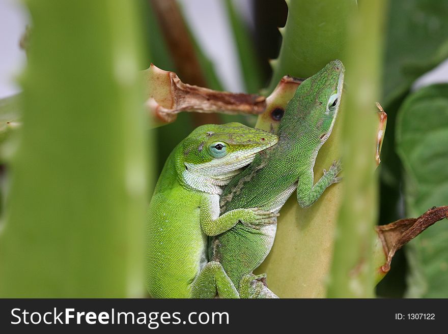 Close-up of mating lizards