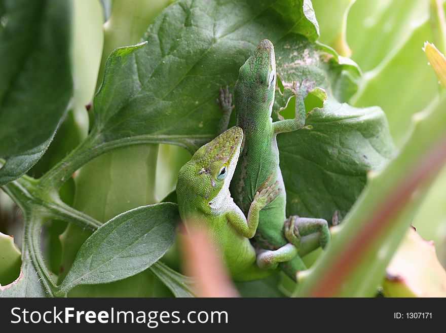 Close-up of mating lizards