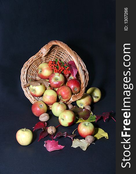 Thanksgiving basket with apples,nuts and rowan. Thanksgiving basket with apples,nuts and rowan