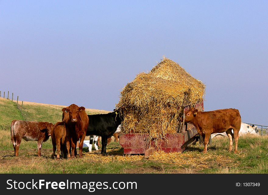 Various cattle feeding on hay from an old cart in the sunshine