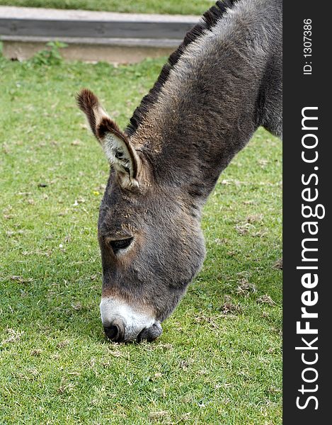 Donkey eating green grass at sanctuary