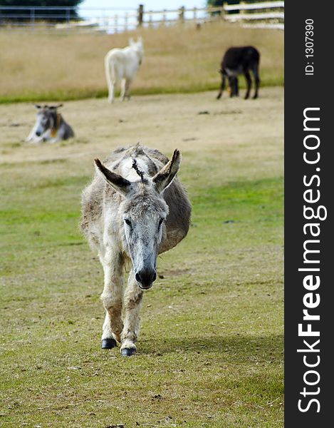 Donkey walking towards me at Sanctuary