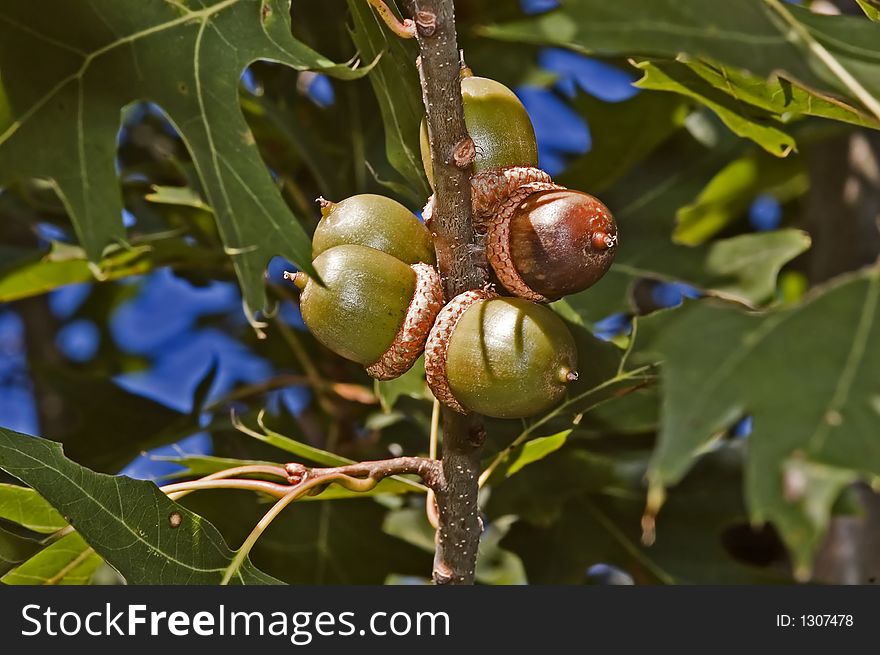 A cluster of acorns still in the tree.