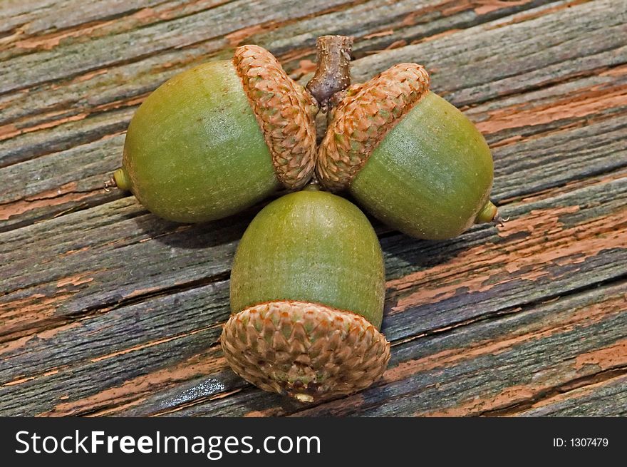 An image of three fallen acorns. An image of three fallen acorns