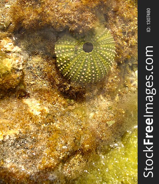 A closeup of a sea urchin