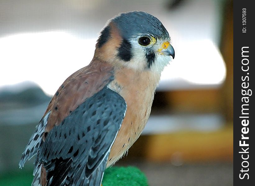 Captive / rehabilitated Kestral on perch. Captive / rehabilitated Kestral on perch