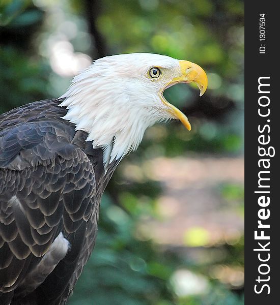 Injured and rehabilitated captive Bald Eagle. Injured and rehabilitated captive Bald Eagle