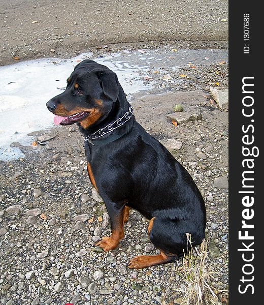 Young female Rottweiler posing on the beach. Foaming river runoff in background. Young female Rottweiler posing on the beach. Foaming river runoff in background.