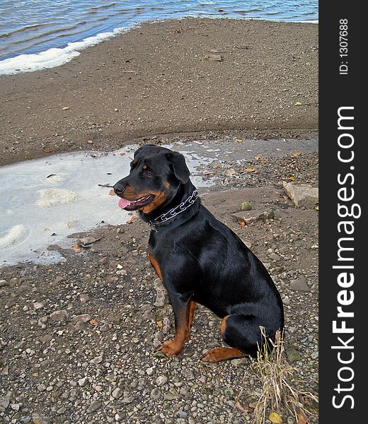 Young female Rottweiler posing on the beach near the river. Young female Rottweiler posing on the beach near the river.