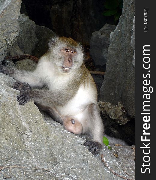 Male monkey on ko phi phi