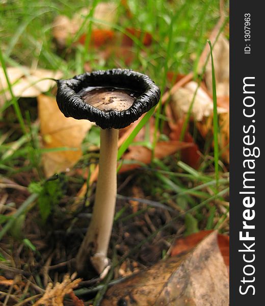 Black-Rimmed Mushroom