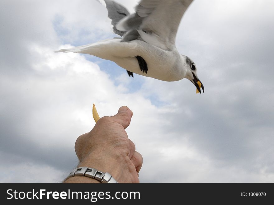 Picture of me feeding a french fry to a seagull on a recent trip to the beach. Picture of me feeding a french fry to a seagull on a recent trip to the beach.