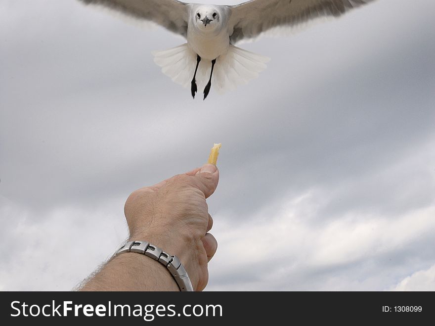 This is me feeding a deagull at a recent trip to the beach. This is me feeding a deagull at a recent trip to the beach.